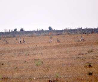 Great Bustard retreating on the Spanish Steppe