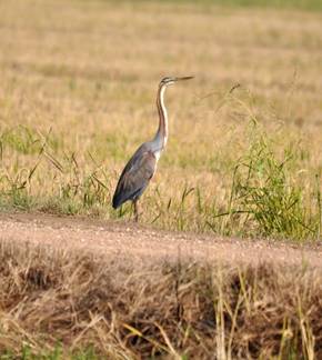 Purple Heron on the Ebro Delta