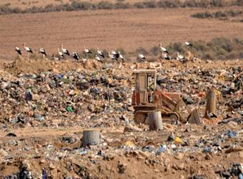 No birdwatching holiday is complete without a trip to the local rubbish dump