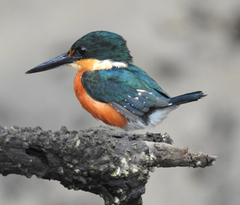 American Pygmy Kingfisher