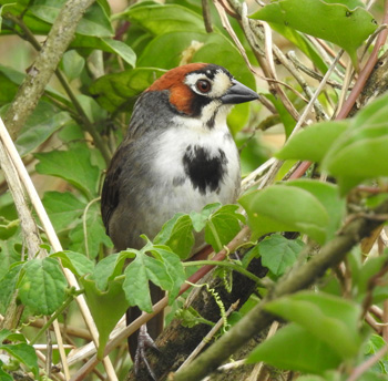 Cabanis's Ground Sparrow