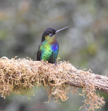 Fiery-throated Hummingbird