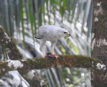 Grey-lined Hawk