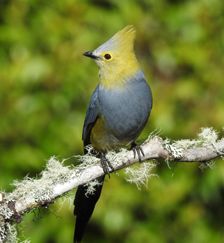 Long-tailed Silky Flycatcher