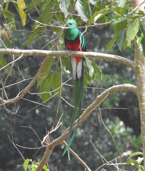 Resplendant Quetzal