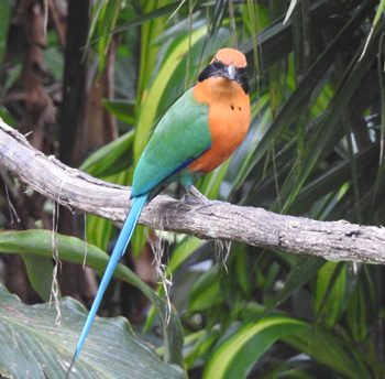 Rufous Motmot