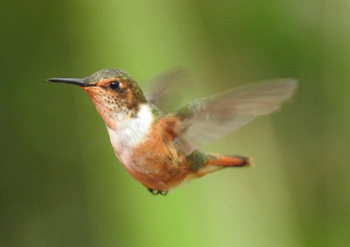 Scintillant Hummingbird