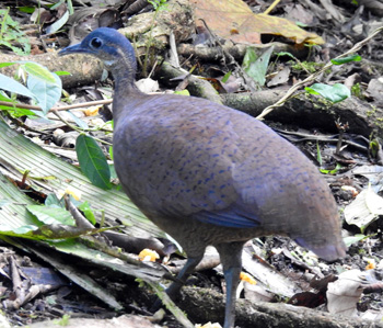 Slaty-breasted Tinamou