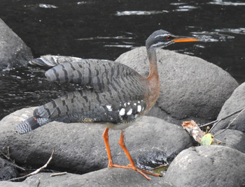 Sunbittern on River Tuis near Rancho Naturalista