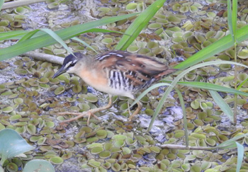 Yellow-breasted Crake