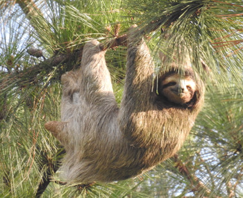 Brown-throated Three-toe sloth