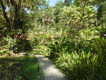 Esquinas Mountain Lodge - Hillside accomodation units and grounds