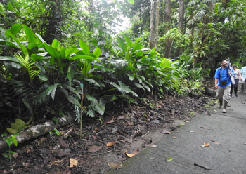 La Selva guided walk