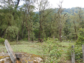 Quetzal nesting site