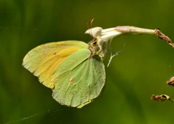 Cleopatra butterfly in normal pose