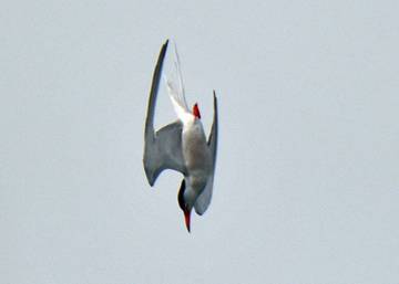 Common Tern on the attack