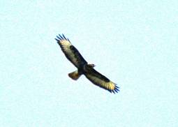 Long-legged Buzzard (record shot)