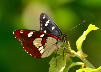 Southern White Admiral