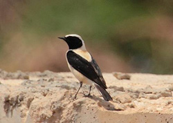 Black-eared Wheatear - Click for larger image