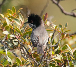 Cyprus Warbler - Click for larger image