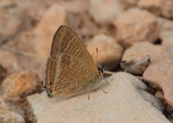 Long-tailed Blue - Click for a larger image