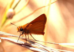 Lulworth Skipper - Click for a larger image