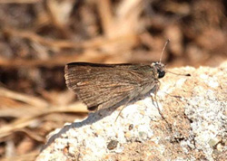 Millet Skipper - Click for a larger image