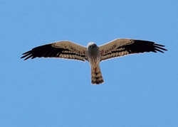 Montagu's Harrier - Click for larger image