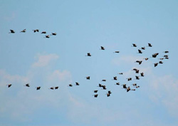 Purple Heron on migration - Click for a larger image