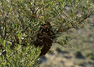 Swarm of bees in the village of Foinikas. Time to go!