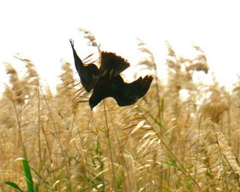 Marsh Harrier stooping to prey