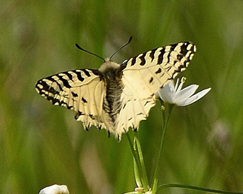 Eastern Festoon