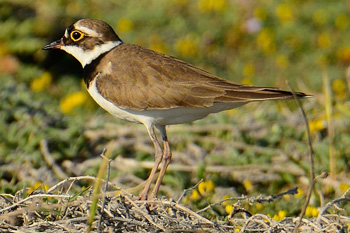 Little Ringed Plover