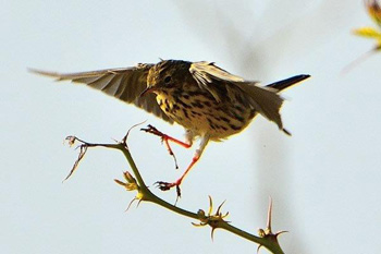 Meadow Pipit