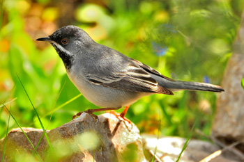 Ruppell's Warbler - click for larger image