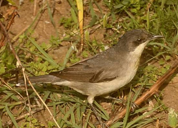 eastern Orphean Warbler