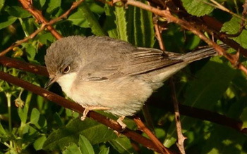 Eastern Subalpine Warbler