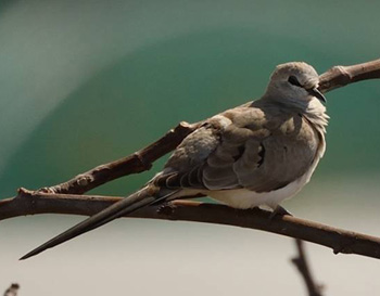 Namaqua Dove