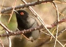 Sardinian Warbler