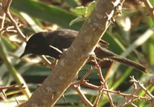 Sardinian Warbler