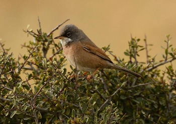 Spectacled Warbler