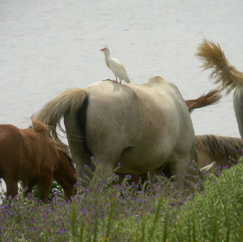 Cattle Egret at El Rocio Marsh
