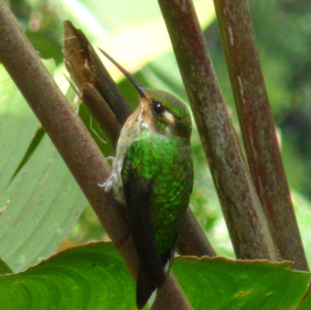 Andean Emerald