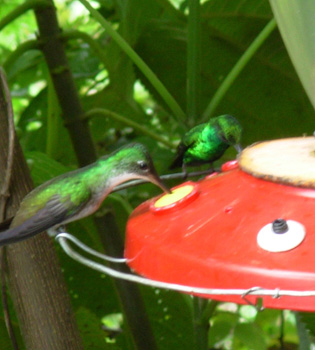 Andean Emerald and Western Emerald