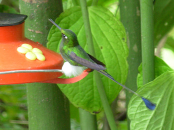 Booted Racquet-tail