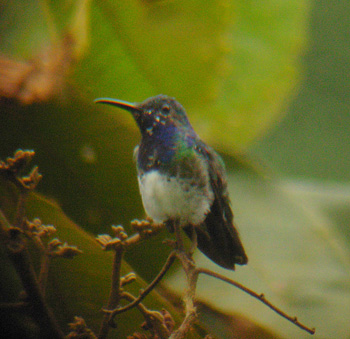 Ecuadorian Hillstar Male