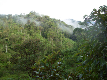 Forested hillside on road to Coca