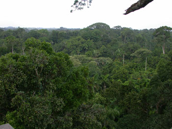 Forest canopy around the NWC Tower