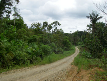 Pristine forest from logging track near Concepcion
