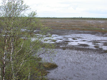 Typical scenery as we moved further north at Lintuluotopolku Bog